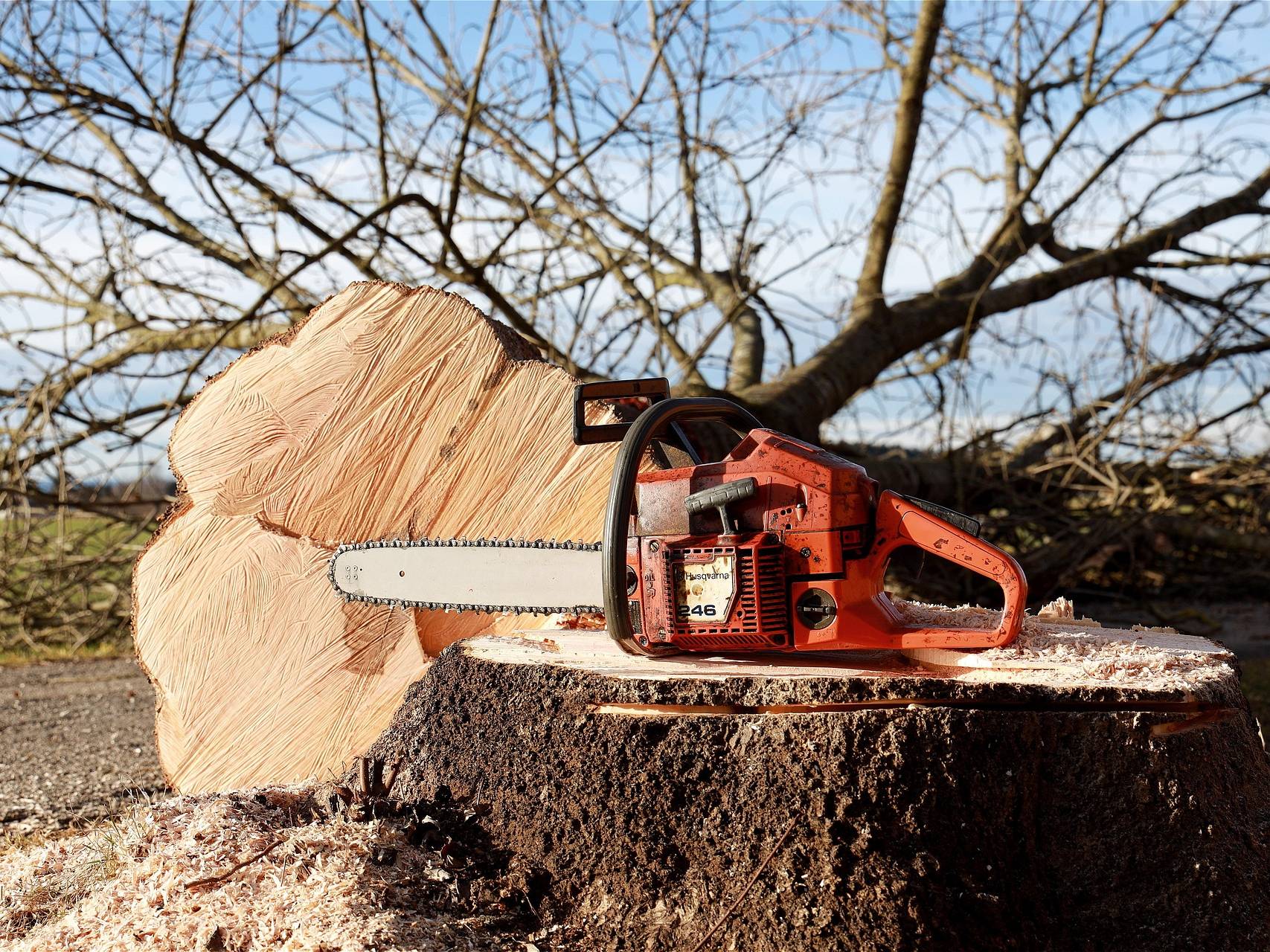 Wycinka drzew i wywóz zieleni